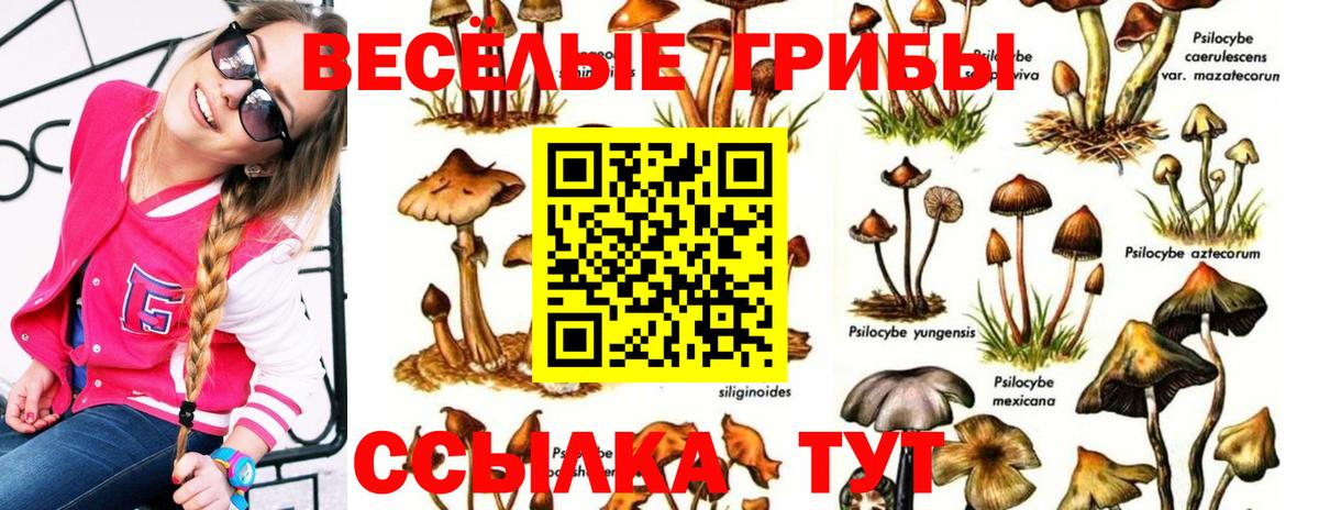 Междуреченск  Галлюциногенные грибы Psilocybine cubensis  Вход с VPN 
